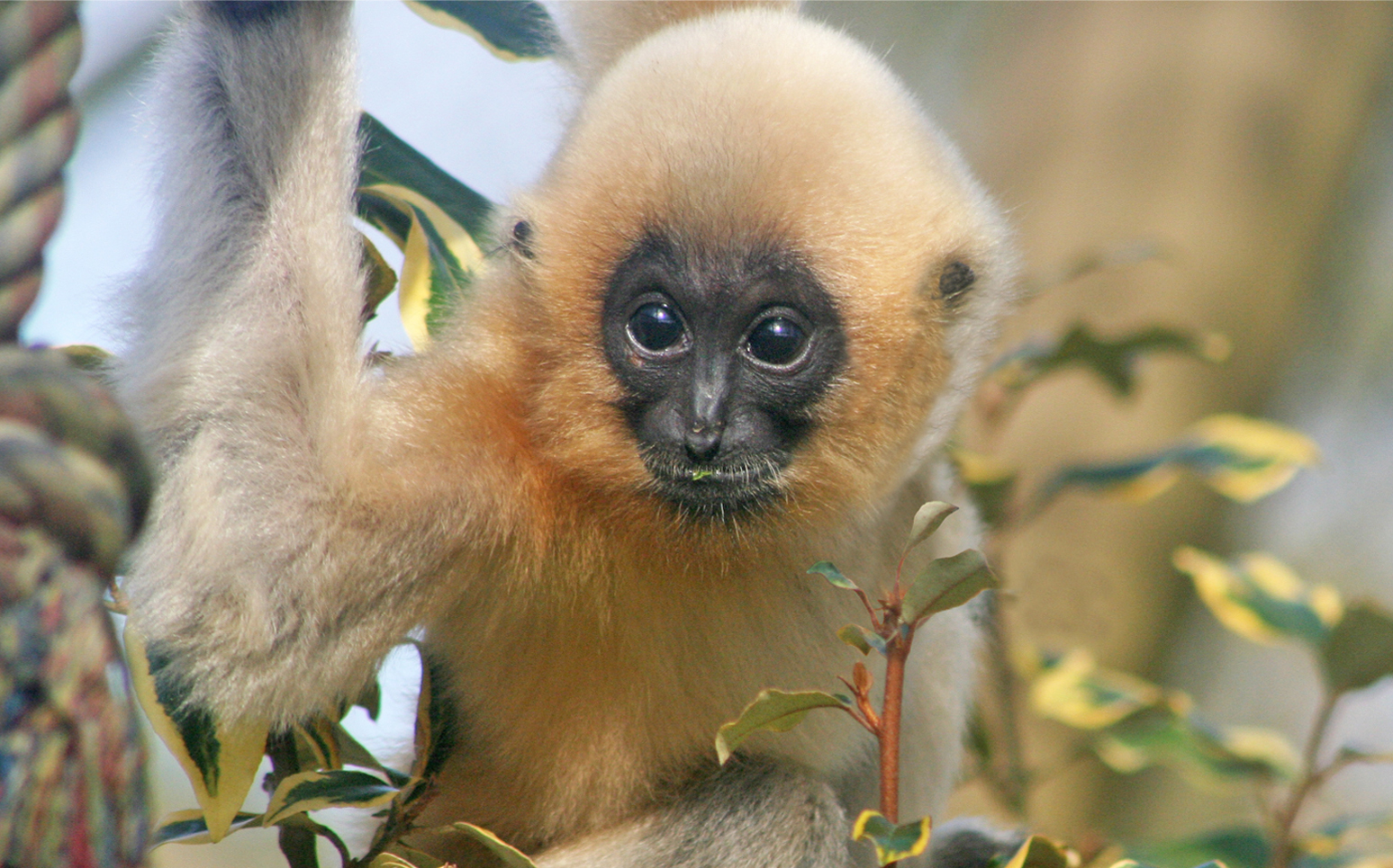 Monkey Life series 16 on Sky Nature Monkey Life series 16 on Sky Nature