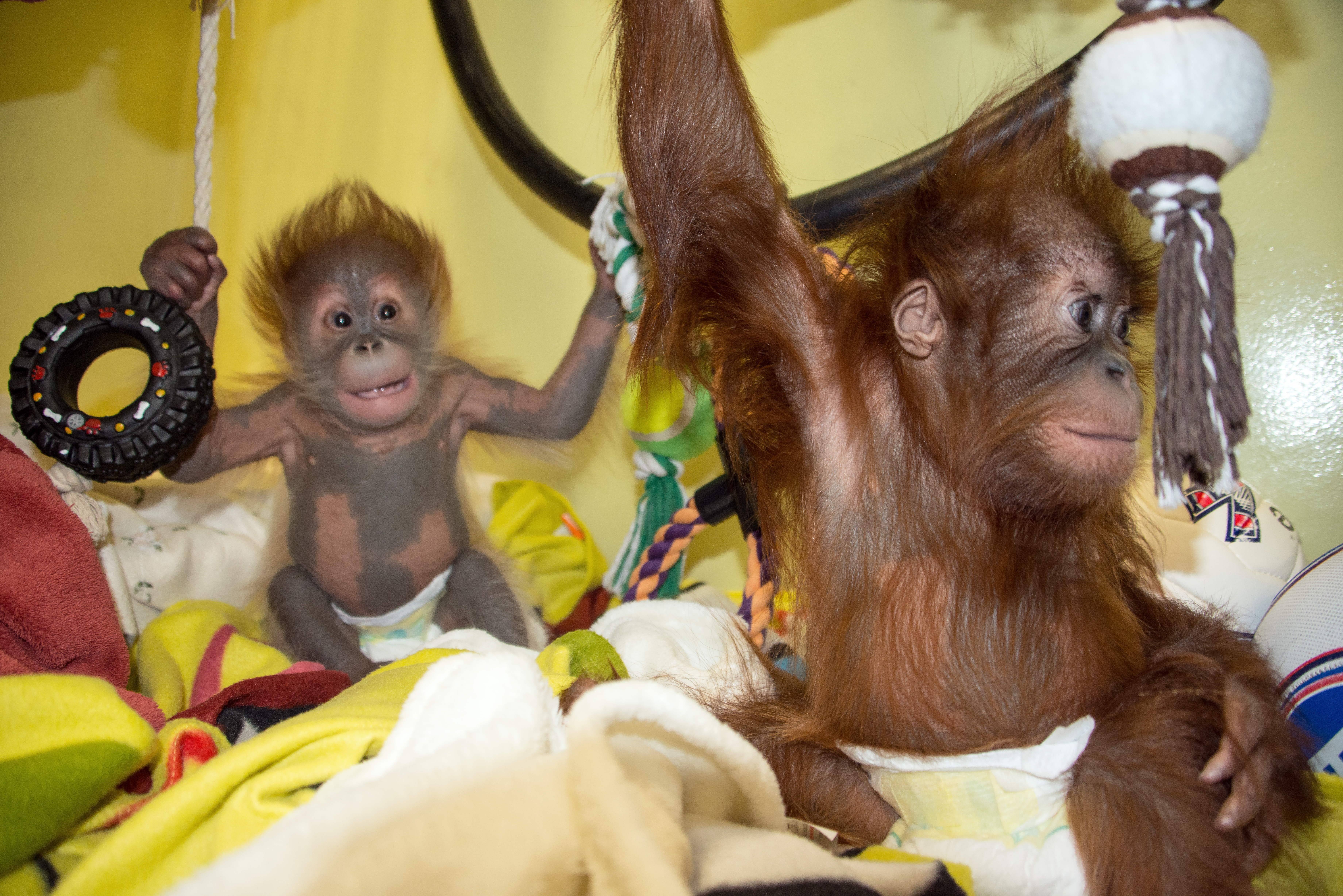 Monkey Life series 14 on Pick Monkey Life series 14 on Pick